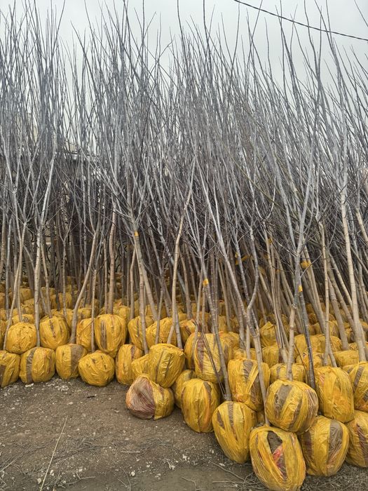 Вяз (карагач) оптом