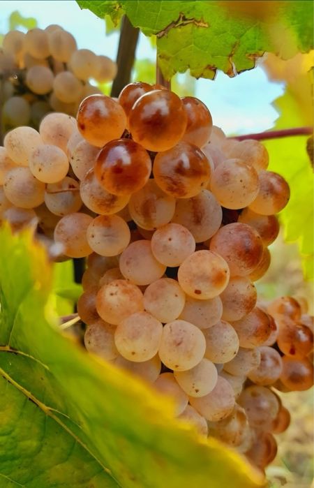 Struguri de vin  transpori in toata tara