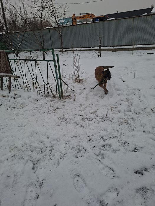 Белгийская овчарка Малинуа