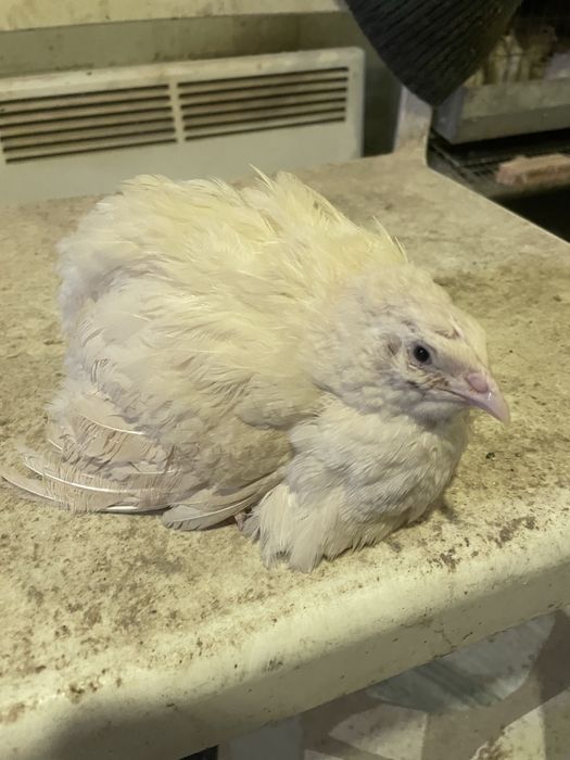 Инкубационое яйцо перепела