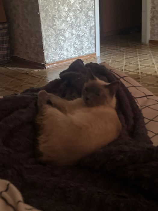 Вязка кошки ждет кота