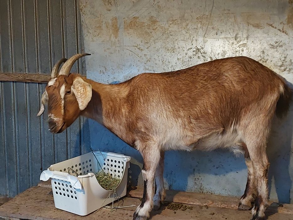 Сүтті ешкілер сатылады