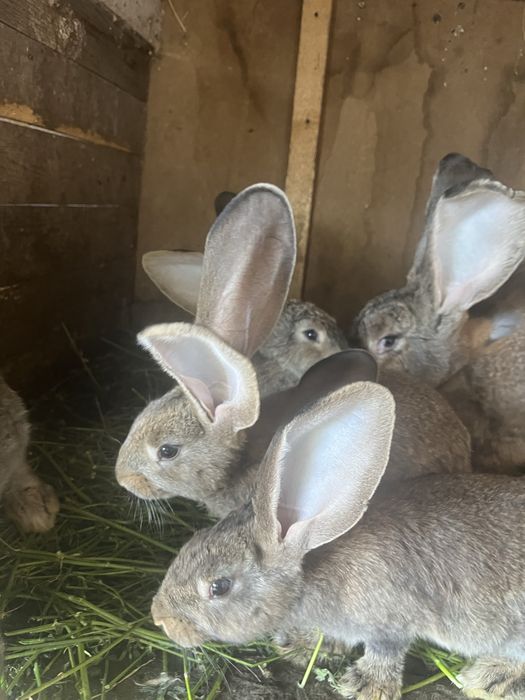 Disponibili spre vânzare pui de Uriaș German, în vârstă de 2 luni