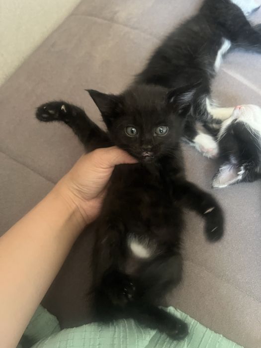 Котята отдам в добрые руки  шымкент