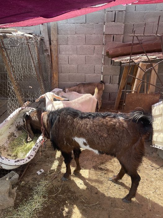 Теке ешкілер сатылады