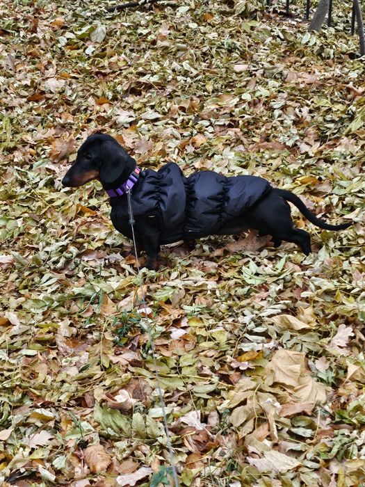 Такса, 11 мес, девочка