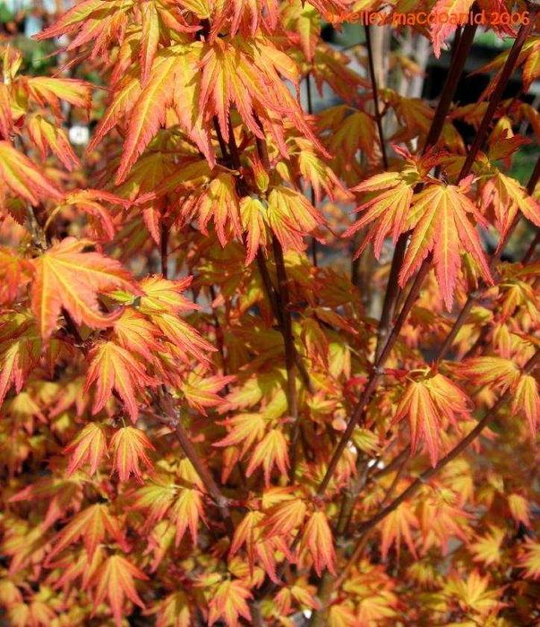 Artar japonez Acer palmatum atropurpureum Katsura Garnet Sango kaku