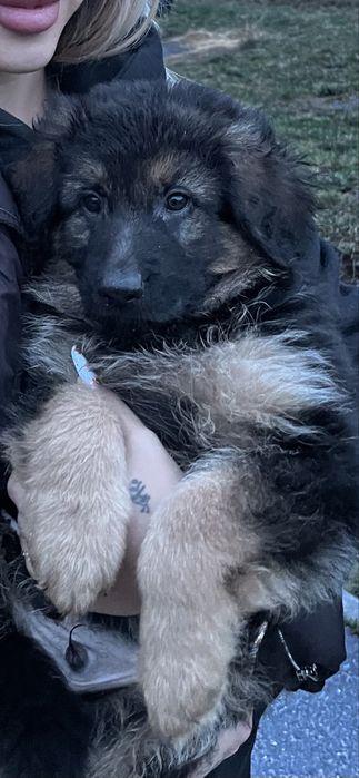 Donez pui ciobanesc german