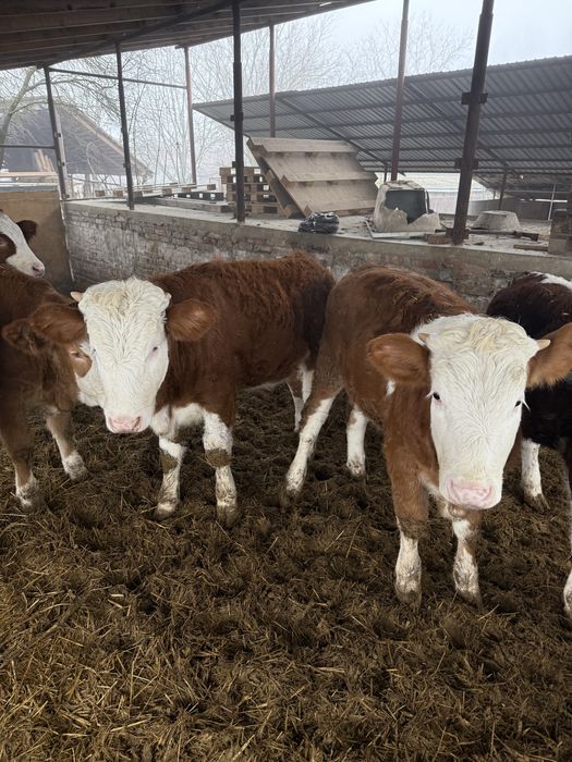 Vand vitei media 240-250 kg