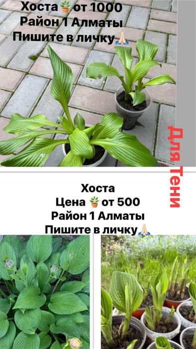Хоста, садовые цветы