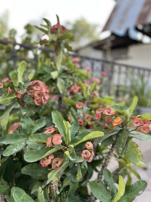 Молочай Миля (Euphorbia milii)