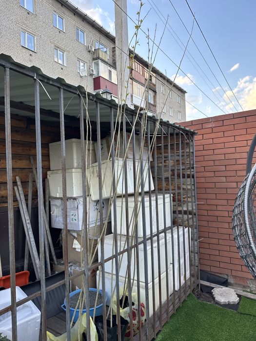 Пирамидальный тополь