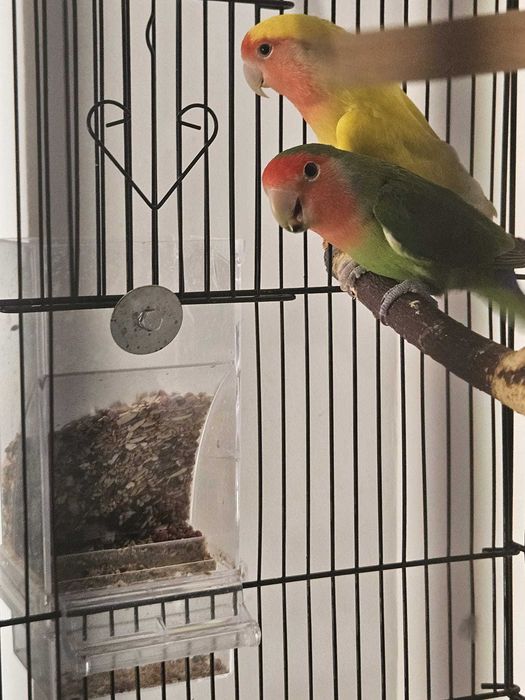 LOVEBIRDS, Papagali amorezi, pereche cu colivie