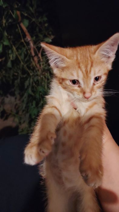Нашли котенка на улице. Мальчик