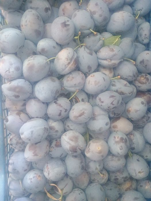 Prune de vânzare