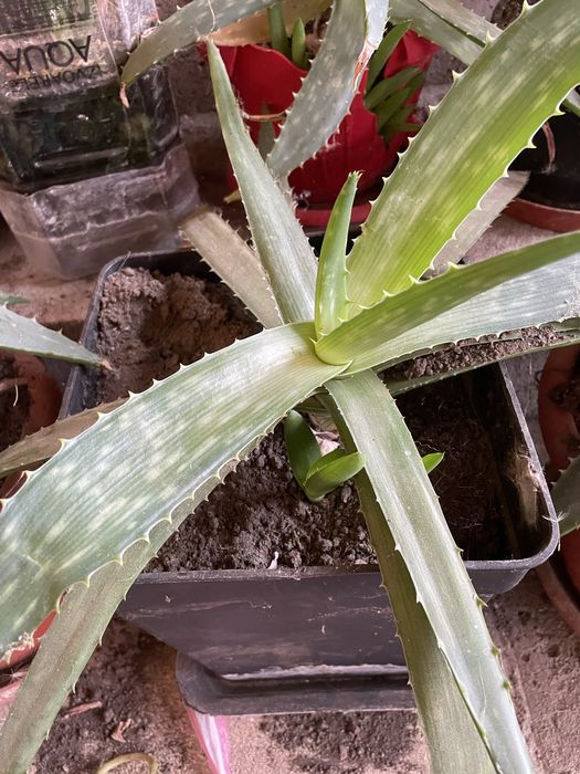 Plante Aloe Vera de diferite dimensiuni
