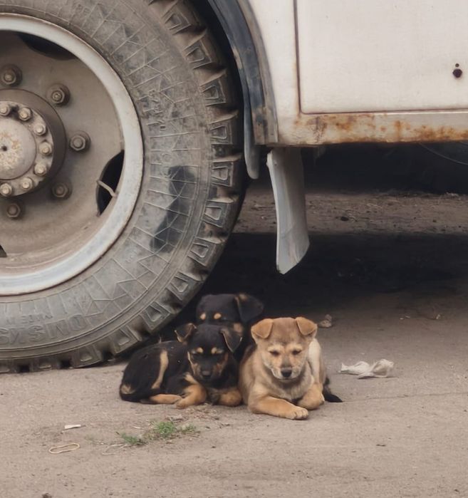 Щенята в добрые руки