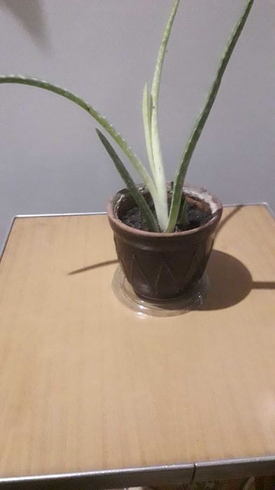 Продам алоэ вера