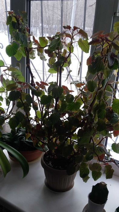 Продаю комнатные цветы разные