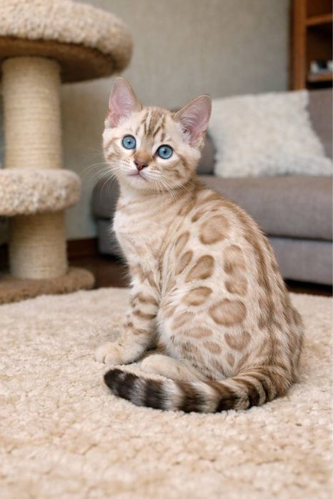 Бенгальские котята