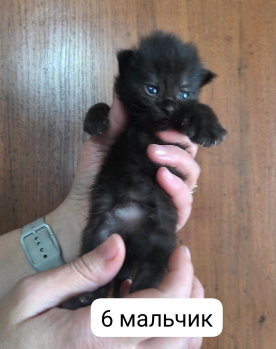 Отдам котят в хорошие руки