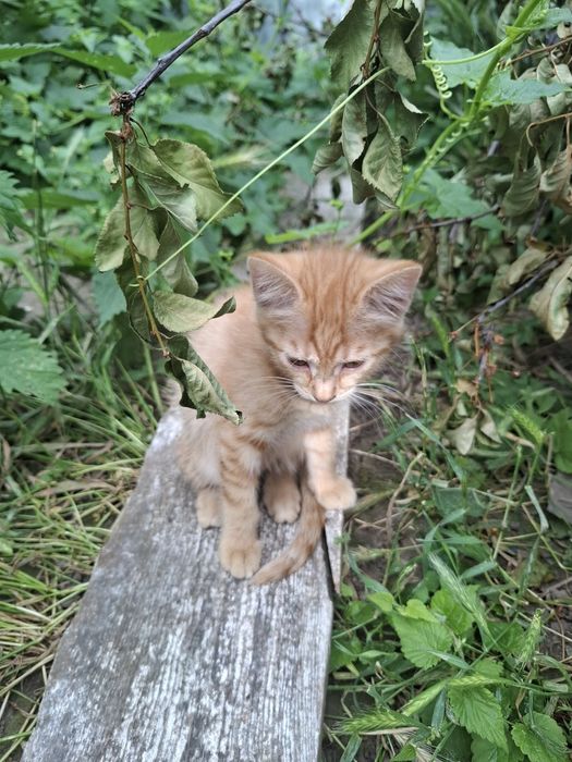 Кошки животные бесплатно
