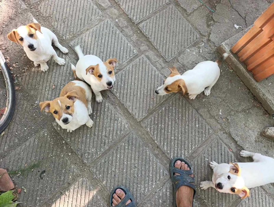 Джак Ръсел Jack Russell