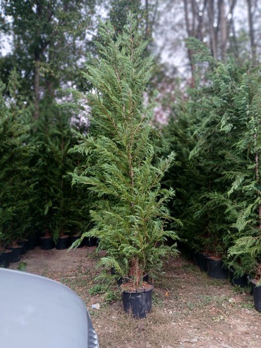 Super oferta leilandi 3m80 4 250 ron