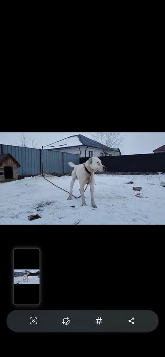 Ит сатылады 100000