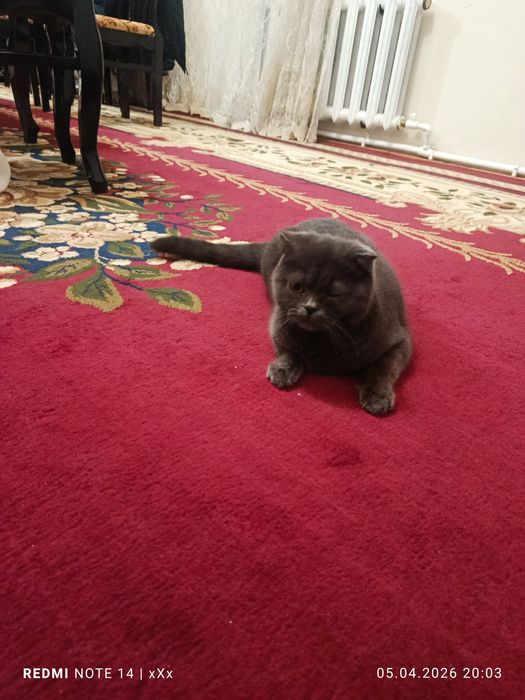 Чистокров на я шотландка