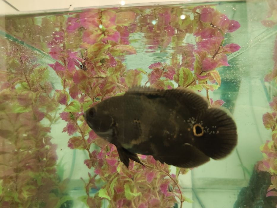 Продам рыбу астронотус