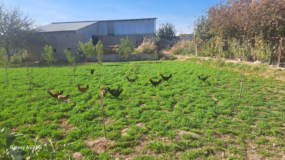 Кури местные разные цвета и возраста