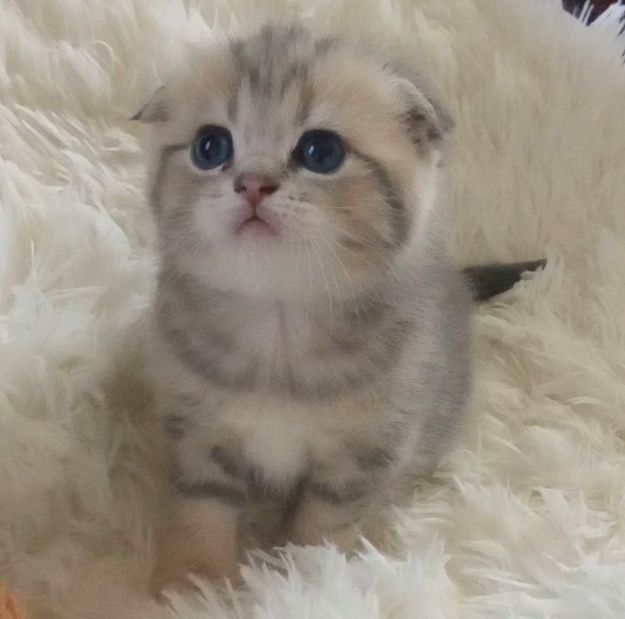 Шотландские котята