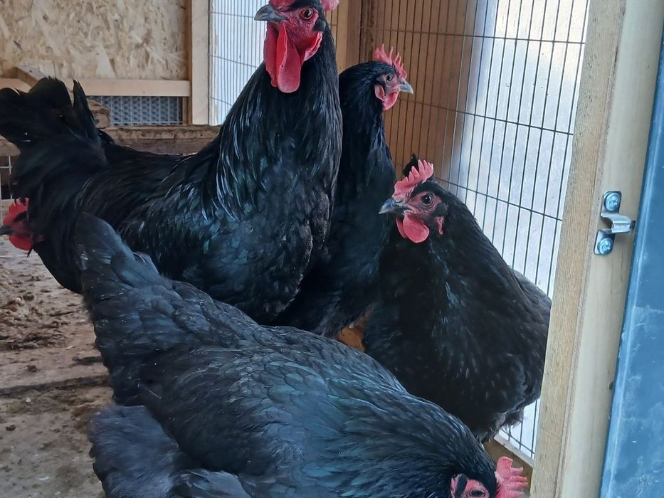 Qora shag'zoda tovuqlar sotiladi