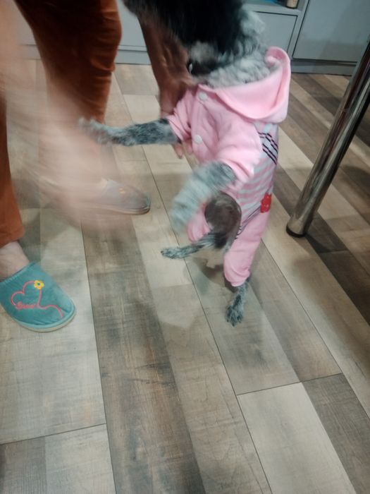 Одежка для питомца от 6-8 кг