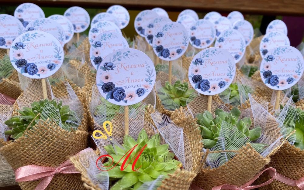 Сукуленти,подаръци за гости,кръщене,подаръци за гостите,подаръци цветя