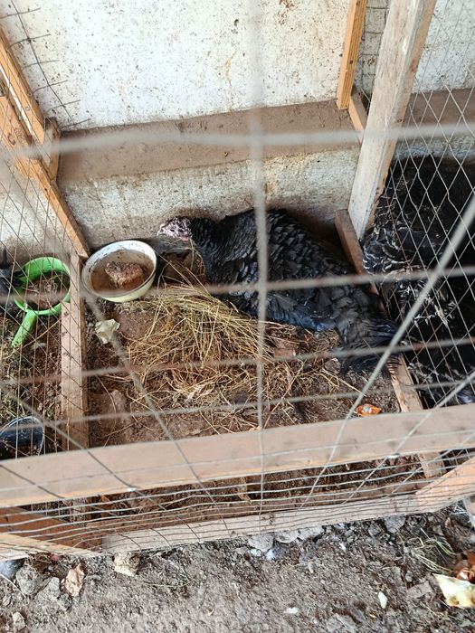 Индюшки наседки, живые инкубаторы