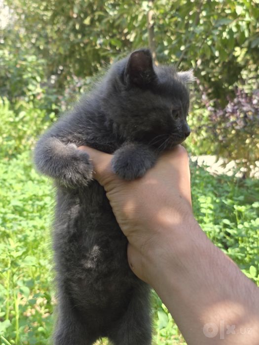 1 , 5 oylik scottısh strayt bolası