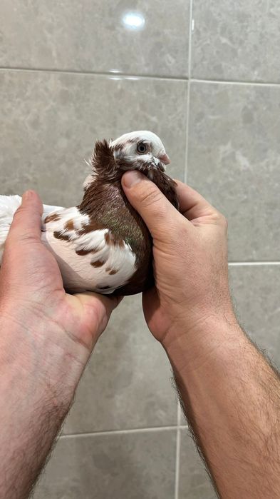 Продам капкана самца