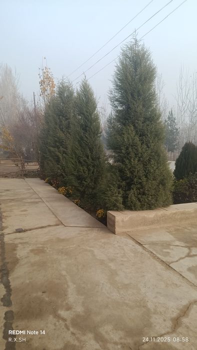 Arizoniniski keparis archa 7 yoshlik арезонский кепари арча 7 йошлик