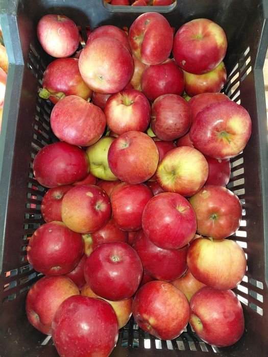 Vând mere golden, idared, florina