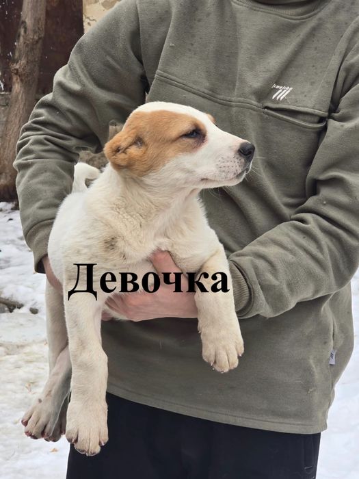 Продам щенков Алабая