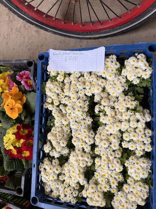 Жуда чиройли гуллар ҳовли ва тувак гуллар оптим  ва доннага ҳам бор ке