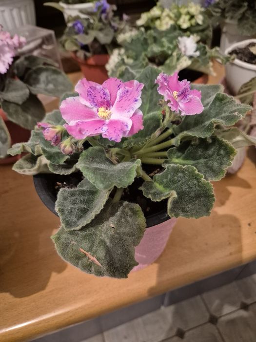 Продам фиалки разные