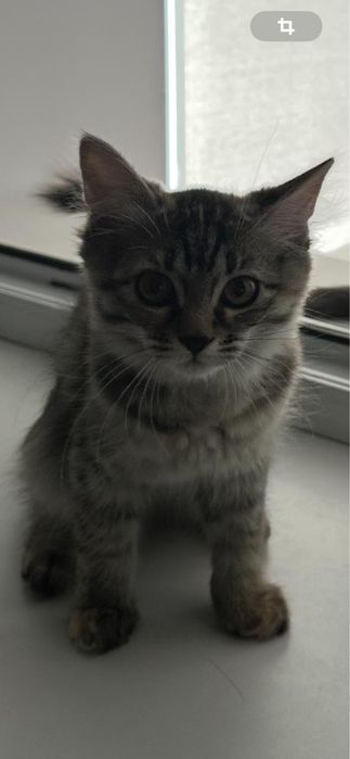 Отдам котят в добрые руки!