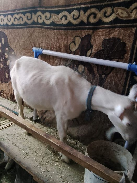 Продам коз и козлят