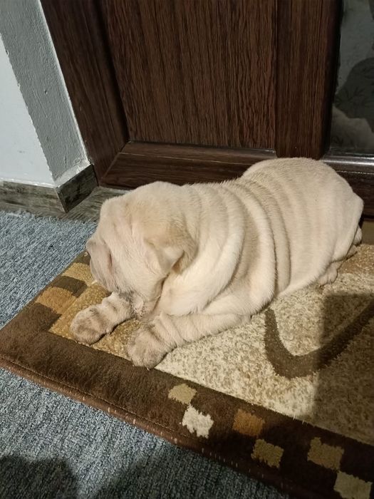 Sharpei dragalasi