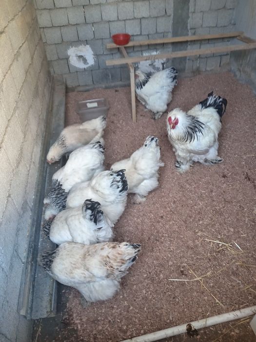 Brama Tovuq tuxumlari