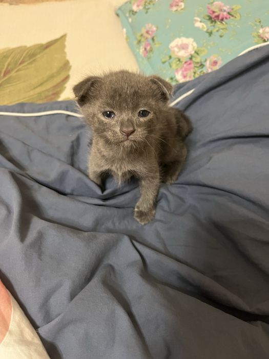 Отдаем котят в добрые руки