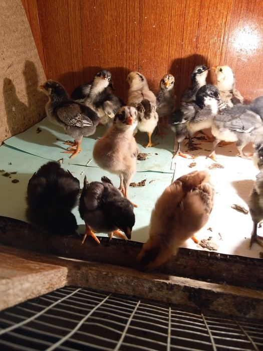 Джерси Гигант шөже сатылады